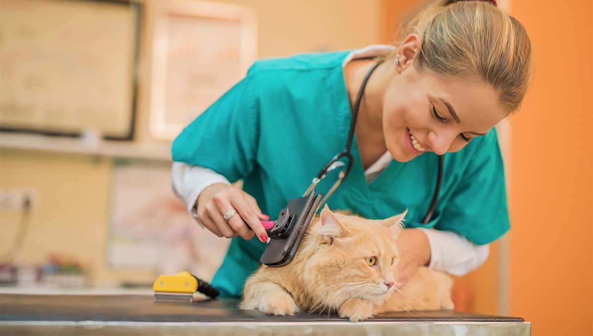 Complete Animal Care Course - Open Study College