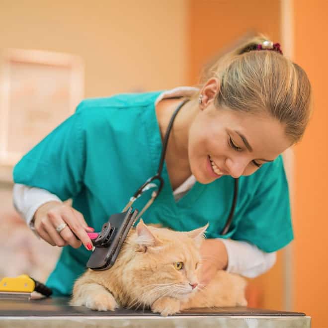 Complete Animal Care Course - Open Study College