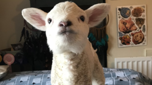 baby sheep animal care course