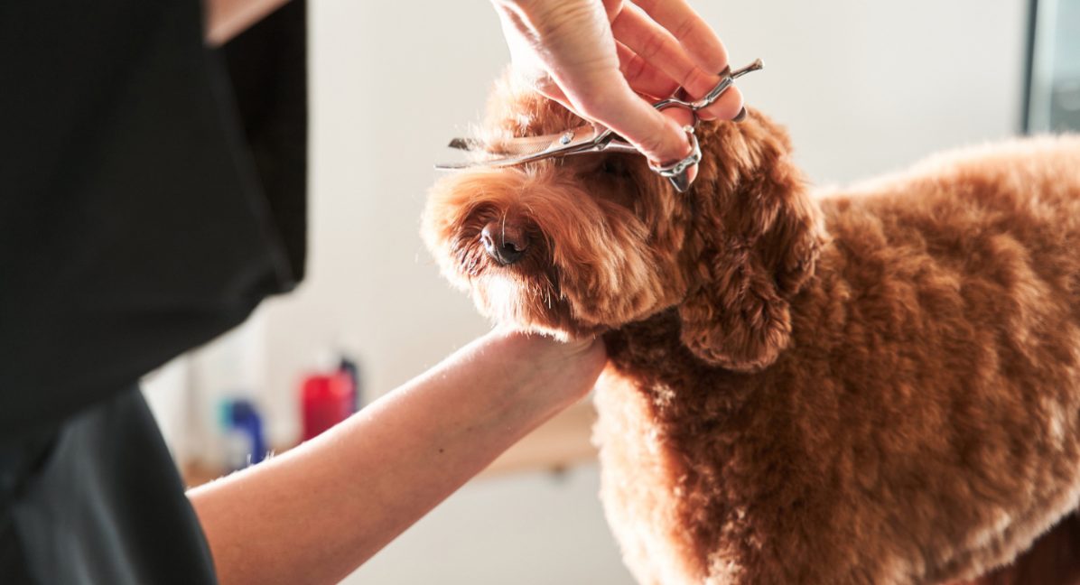 How to become a dog groomer: Your complete guide - Open Study College